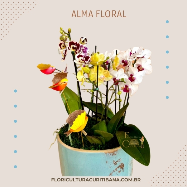 Alma Floral