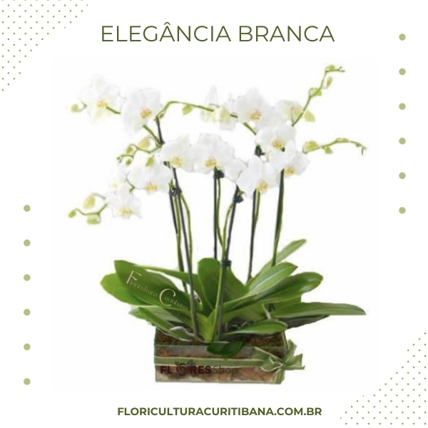 Elegância Branca