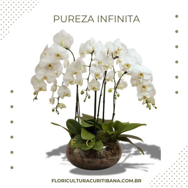 Pureza Infinita