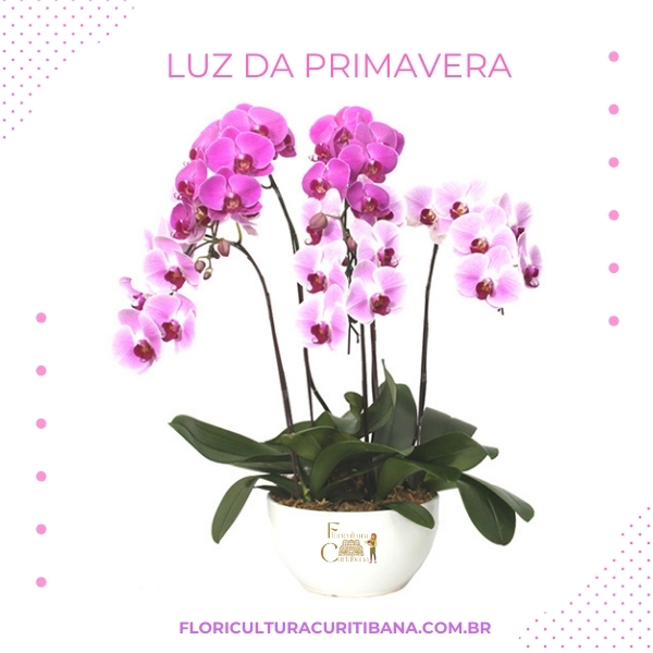 Luz Da Primavera