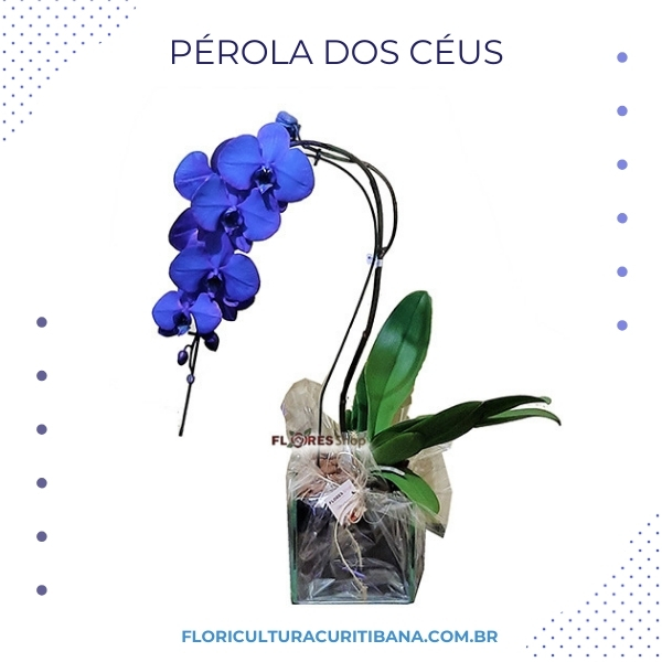 Pérola dos Céus