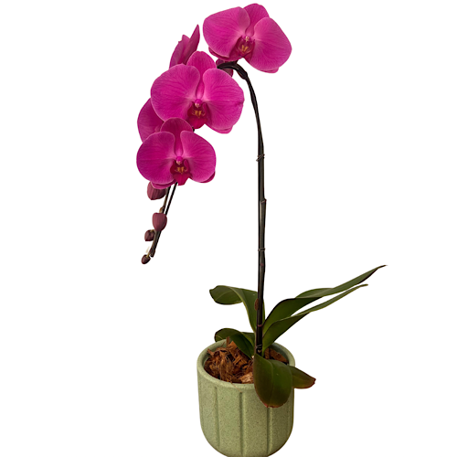 Orquideia Delicatesse Pink